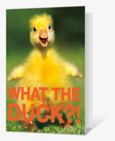 What The Duck Printable - Printable Birthday Cards With Ducks, HD Png Download, Free Download