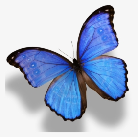 Blue Butterfly Images Png, Transparent Png, Free Download