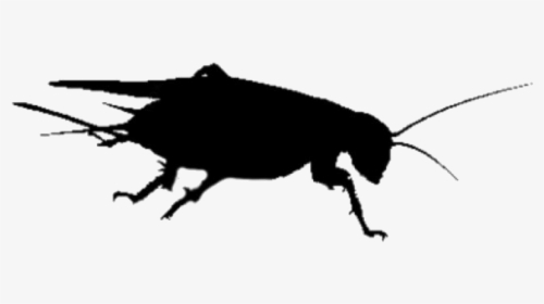 Cricket Png Transparent Images - Illustration, Png Download, Free Download