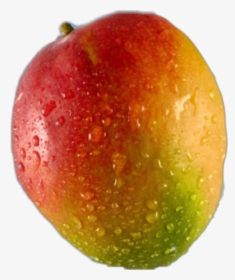 Transparent Mango Tree Png - Did Somebody Say Mango, Png Download, Free Download