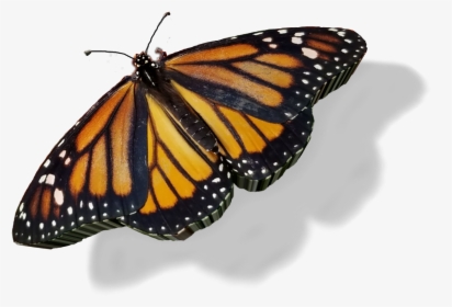 #sticker #custom3d #3d #butterfly @jws33 🙋😀, HD Png Download, Free Download