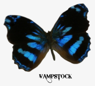 S 1024x1024, - Dark Blue Butterfly Png, Transparent Png, Free Download
