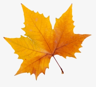 Yellow Maple Leaf Png, Transparent Png, Free Download