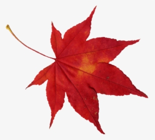 Japan Red Leaf Png, Transparent Png, Free Download