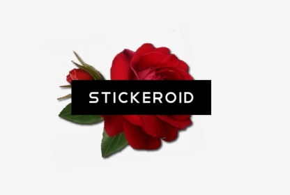 Single Red Rose Flowers - Floribunda, HD Png Download, Free Download