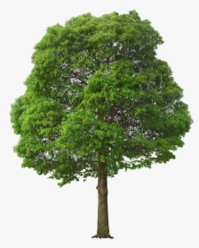 Oak Tree Png - Large Tree Png, Transparent Png, Free Download