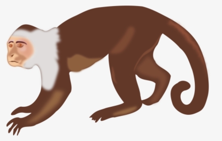 Free Black And - Spider Monkey Clipart, HD Png Download, Free Download