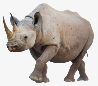 Rhino Png, Transparent Png, Free Download