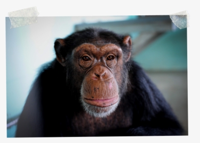 3 - Common Chimpanzee, HD Png Download, Free Download
