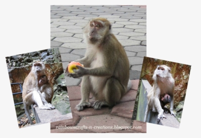 Rhesus Macaque, HD Png Download, Free Download