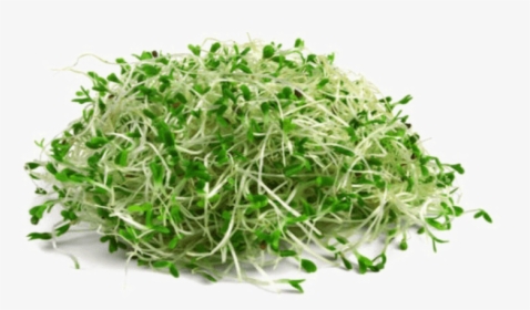 Alfalfa Png, Transparent Png, Free Download