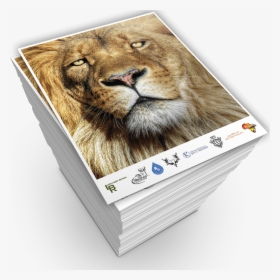 Masai Lion, HD Png Download, Free Download