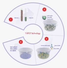 The Principles Of Our T-spot Assay System Using Blood - T Spot Tb Test, HD Png Download, Free Download