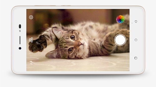 Lava Z60 - Spokojená Kočka, HD Png Download, Free Download