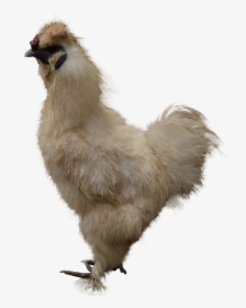 Grab And Download Chicken Png - Chicken, Transparent Png, Free Download