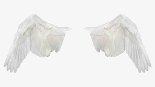 Wings, Wings Ave, Flight, Fly, White Wings, Png - Rock Dove, Transparent Png, Free Download