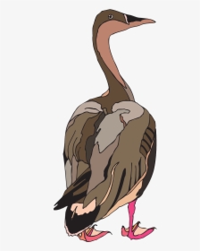 Duck, HD Png Download, Free Download