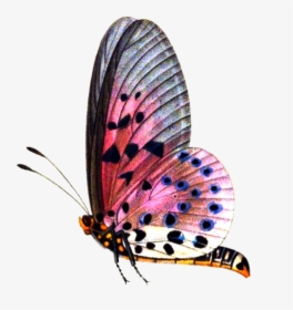 Png Format Images - Png Format Butterfly Png, Transparent Png, Free Download