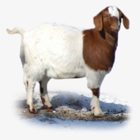 Feeding Directions - Goat - Goat Png, Transparent Png, Free Download