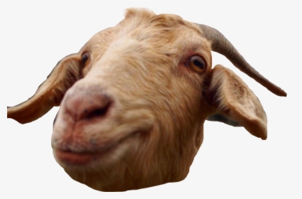#goat #smile #morning #hi #grin #freetoedit - Bighorn, HD Png Download, Free Download