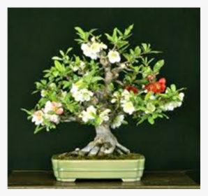 Malpighia Bonsai Tree - Bonsai Tricolor, HD Png Download, Free Download