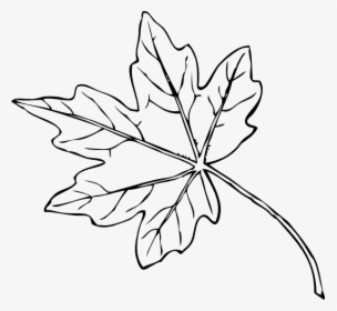 Maple Leaf Clipart Chinar - Fall Leaves Clip Art, HD Png Download, Free Download