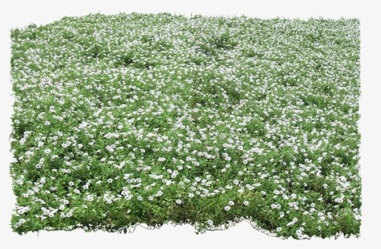 Transparent Ground Cover Png, Png Download, Free Download
