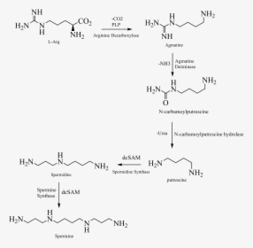 Spermin Biosynthesis Plants - Handwriting, HD Png Download, Free Download