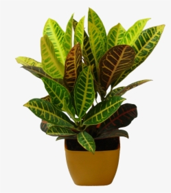 Transparent Indoor Plant Png - Nursery Plants Images Donwlode Hd, Png Download, Free Download