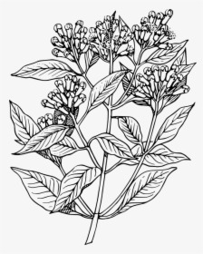 Cloves, Plants, Trees, Flowers, Buds, Aromatic, Herbs - Elder Flower Line Art, HD Png Download, Free Download