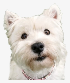 Dog Looking Png Background Image - Dog Picture Looking Up, Transparent Png, Free Download
