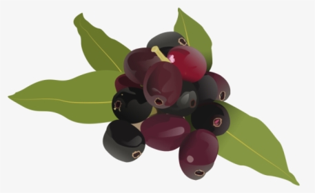 Fruit Drawing Jamun Logo - Jamun Fruit Clipart, HD Png Download, Free Download