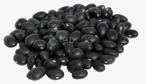 Jamun - Black Beans In Urdu, HD Png Download, Free Download