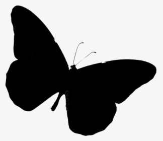 Beautiful Butterfly Png Transparent Images - Brush-footed Butterfly, Png Download, Free Download