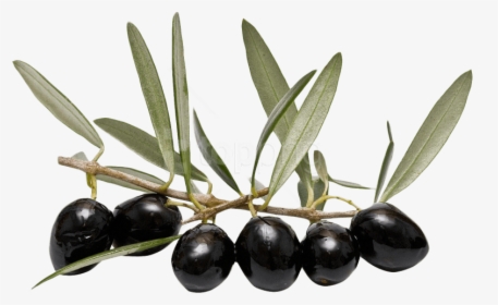 Jamun - Olive Png, Transparent Png, Free Download