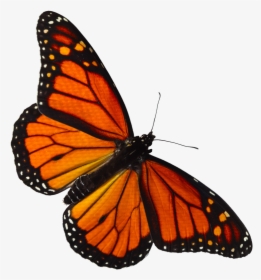 Transparent Butterfly Clipart Png - Monarch Butterfly Png Transparent, Png Download, Free Download