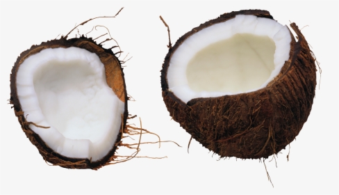 Free Background Coconut Picture Transparent, HD Png Download, Free Download