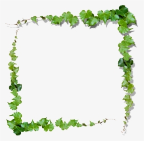 Nature Frame Png - Ivy Frame Png, Transparent Png, Free Download