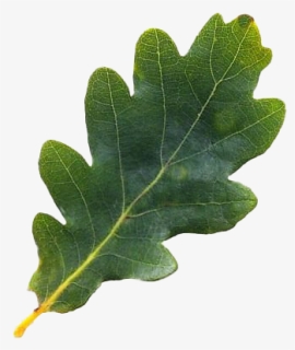 Oak Leaves - Oak Tree Leaf Png, Transparent Png, Free Download