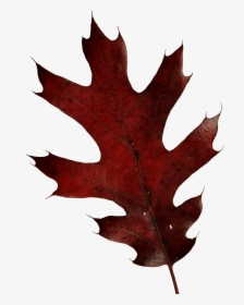 Autumn Leaves Png Image - Fall Leaves Png, Transparent Png, Free Download