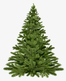 Arbol De Navidad - Plain Christmas Tree Png, Transparent Png, Free Download