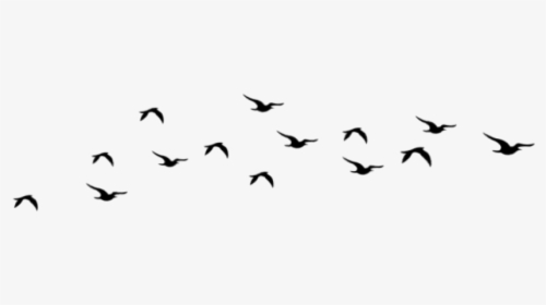 #aves #tumblr - Flock, HD Png Download, Free Download