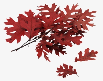Oak Leaves Png, Transparent Png, Free Download