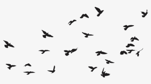 Pajaros Png Transparente - Flock Of Birds Vector, Png Download, Free Download