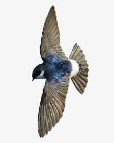 Ave Volando Png, Transparent Png, Free Download
