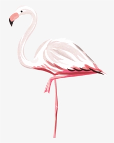 Right-flamingo - Greater Flamingo, HD Png Download, Free Download