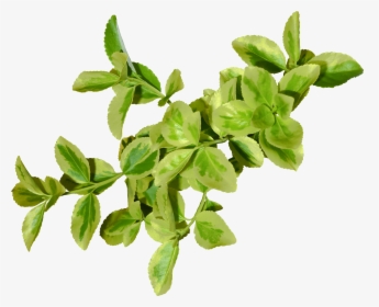 Green Leaves Png, Transparent Png, Free Download