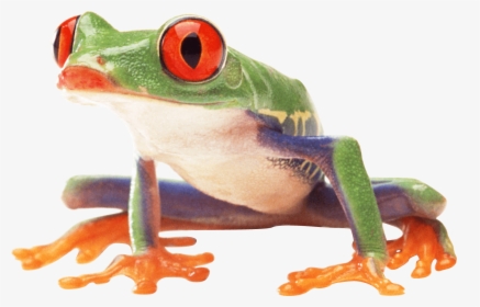 Clown Frog Sideview - Frogs Png, Transparent Png, Free Download