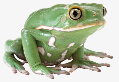 Frog Png Image Free Download Image, Frogs - Its Thursday My Dude, Transparent Png, Free Download
