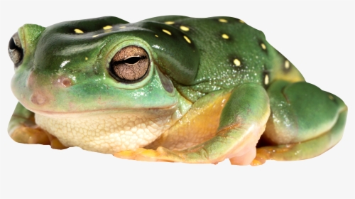 Frog Png - Transparent Frog Images Png, Png Download, Free Download